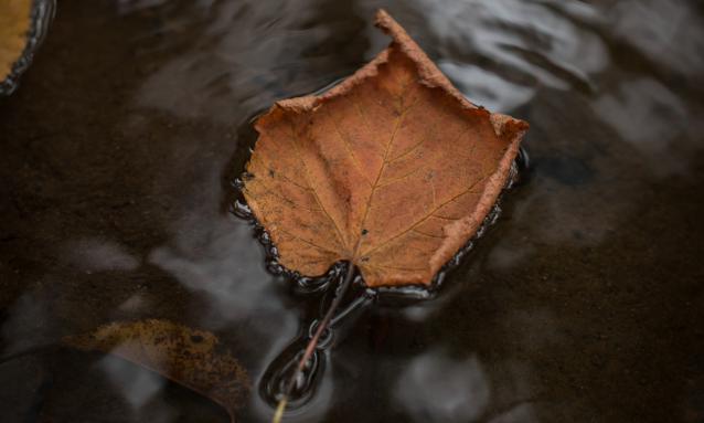 Dried leaf in water